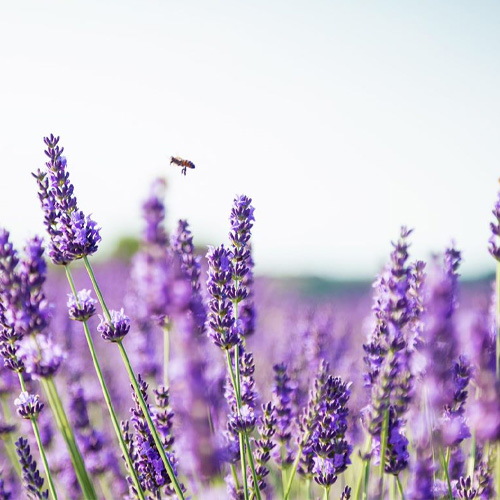 A close up of a lavender field with a bee flying between the plants.