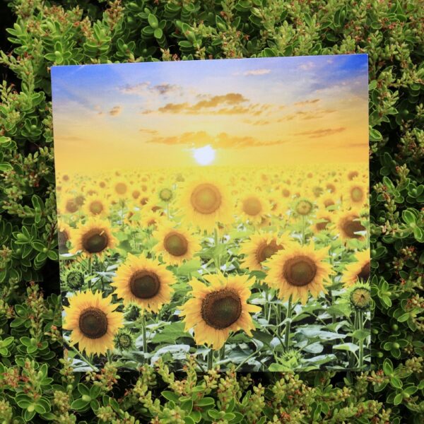 A greetings card covered in sunflowers on a sunny day