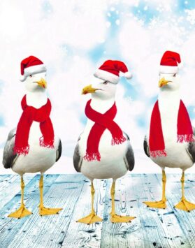 Three seagulls with Christmas hats and scarves on