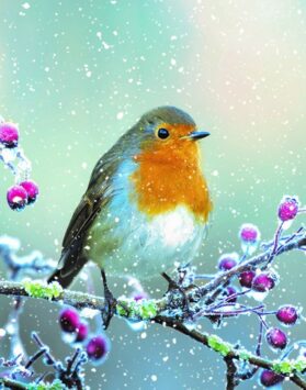 A Christmas card with a robin sitting on a branch of frosty berries